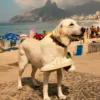 Urca Cwl Blanco Pierre Kiwi Urca Cwl Blanco Pierre Kiwi