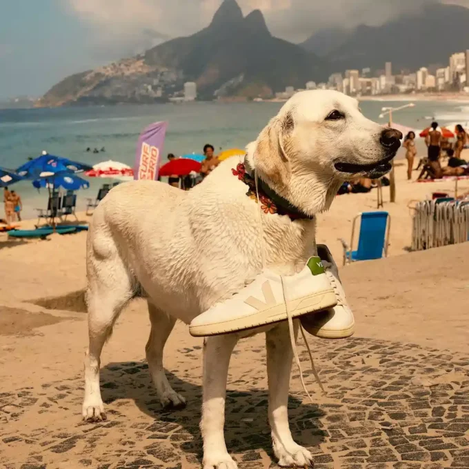 Urca Cwl Blanco Pierre Kiwi Urca Cwl Blanco Pierre Kiwi